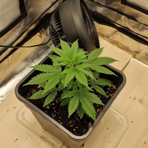 Critical Mass feminized growlog timeline photo