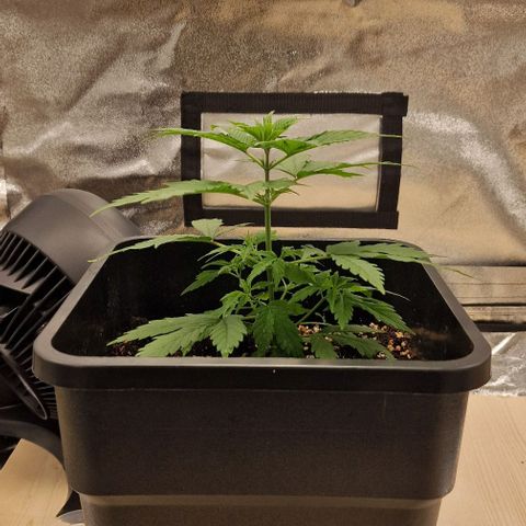 Critical Mass feminized growlog timeline photo