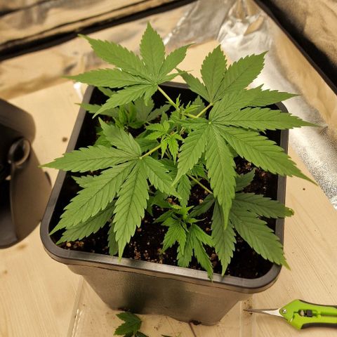 Critical Mass feminized growlog timeline photo