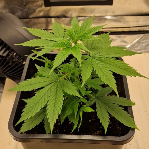 Critical Mass feminized growlog timeline photo