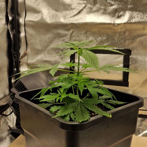 Critical Mass feminized growlog timeline photo