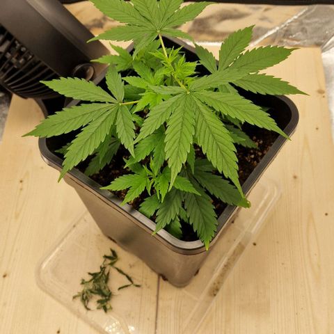 Critical Mass feminized growlog timeline photo