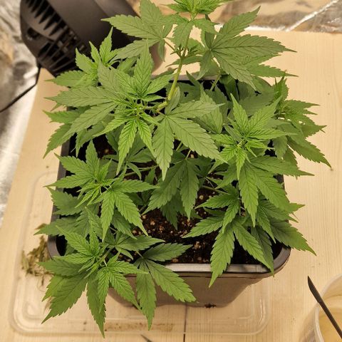 Critical Mass feminized growlog timeline photo