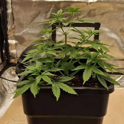 Critical Mass feminized growlog timeline photo