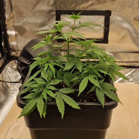 Critical Mass feminized growlog timeline photo