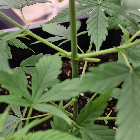 Critical Mass feminized growlog timeline photo