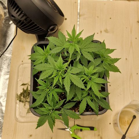 Critical Mass feminized growlog timeline photo