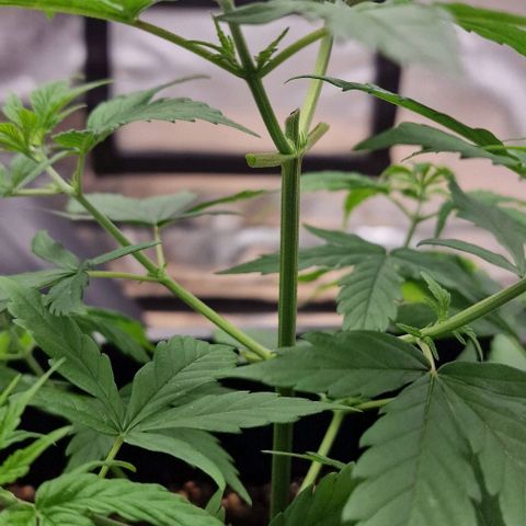 Critical Mass feminized growlog timeline photo