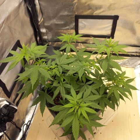 Critical Mass feminized growlog timeline photo