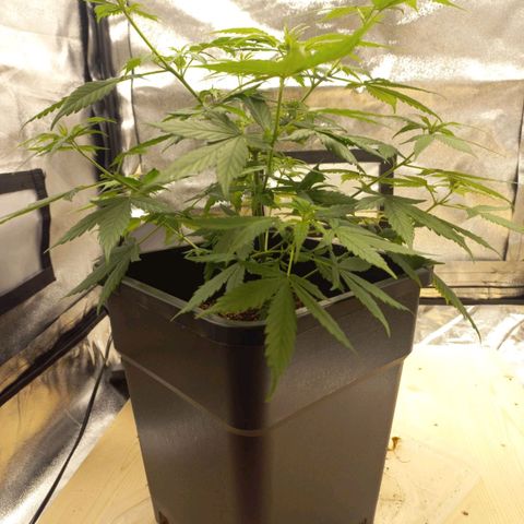 Critical Mass feminized growlog timeline photo