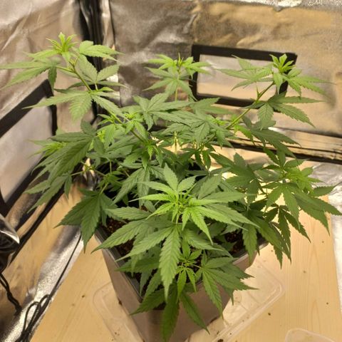 Critical Mass feminized growlog timeline photo