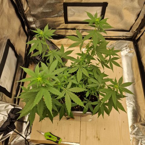 Critical Mass feminized growlog timeline photo