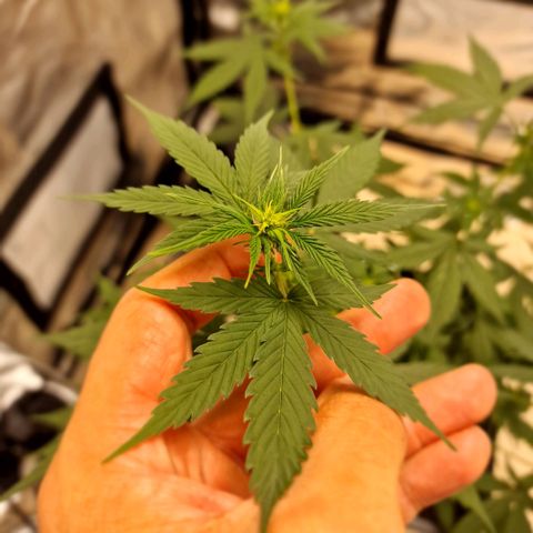 Critical Mass feminized growlog timeline photo