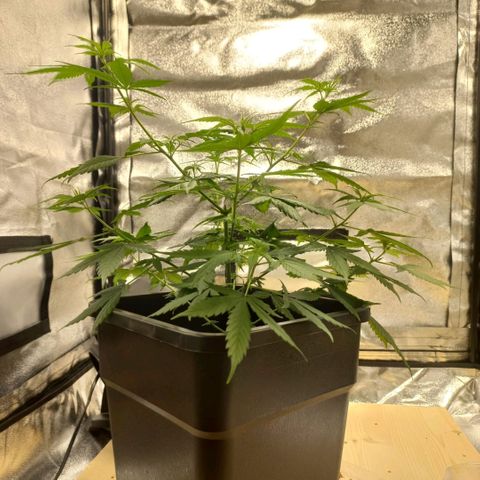 Critical Mass feminized growlog timeline photo