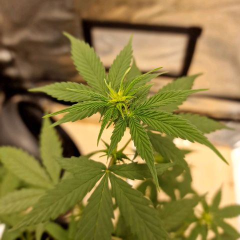 Critical Mass feminized growlog timeline photo