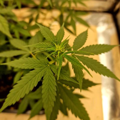 Critical Mass feminized growlog timeline photo