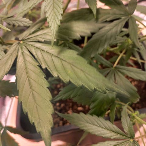 Critical Mass feminized growlog timeline photo