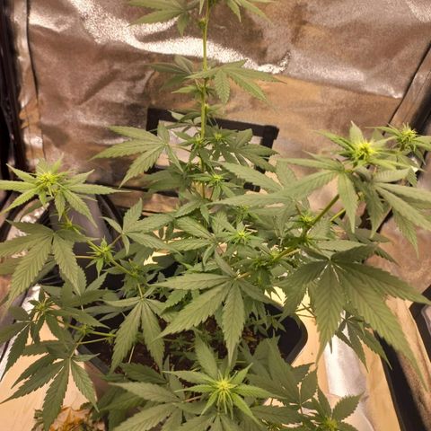Critical Mass feminized growlog timeline photo