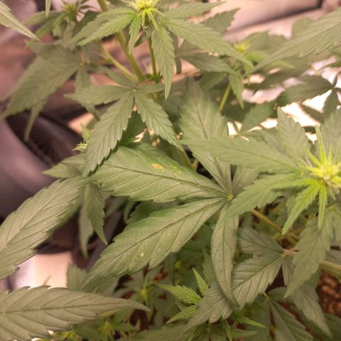 Critical Mass feminized growlog timeline photo
