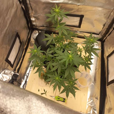 Critical Mass feminized growlog timeline photo