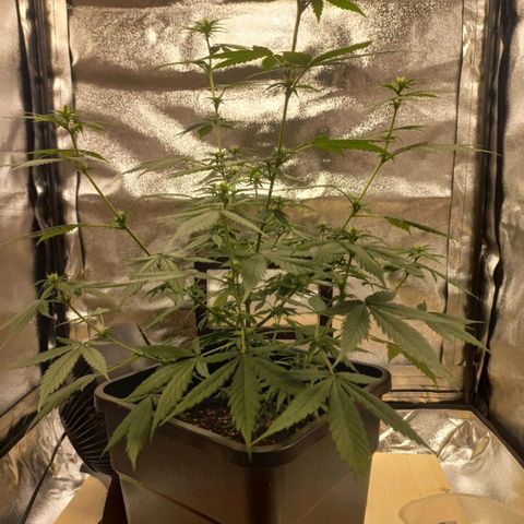 Critical Mass feminized growlog timeline photo