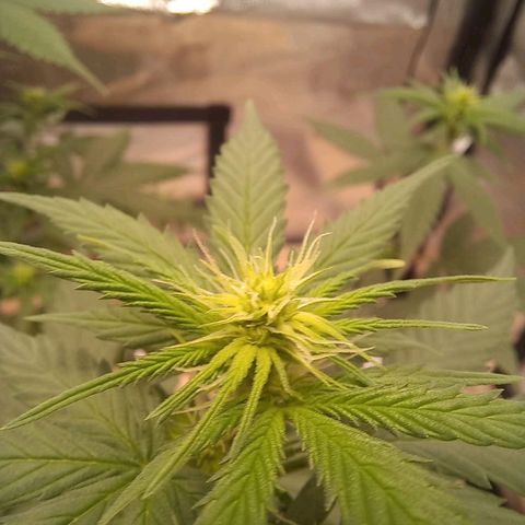 Critical Mass feminized growlog timeline photo