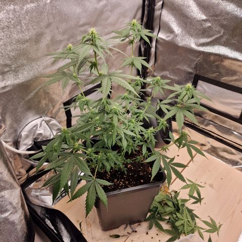 Critical Mass feminized growlog timeline photo