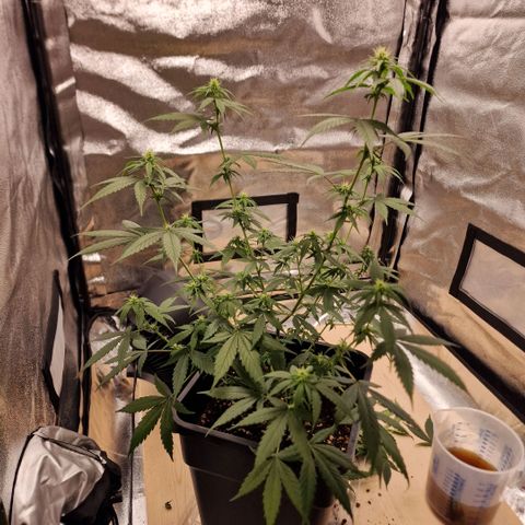Critical Mass feminized growlog timeline photo