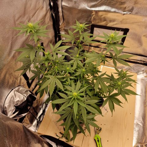 Critical Mass feminized growlog timeline photo