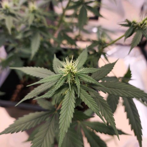 Critical Mass feminized growlog timeline photo