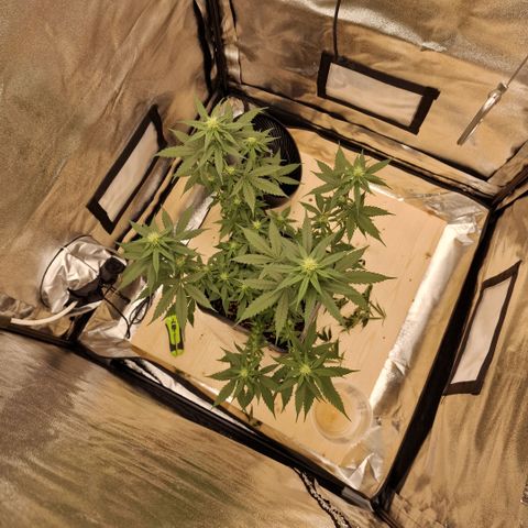 Critical Mass feminized growlog timeline photo