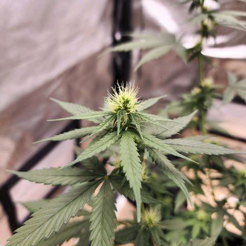 Critical Mass feminized growlog timeline photo