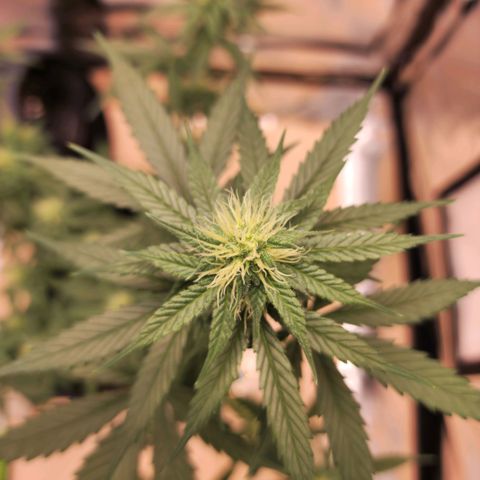 Critical Mass feminized growlog timeline photo