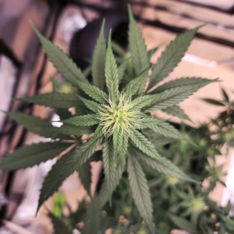 Critical Mass feminized growlog timeline photo
