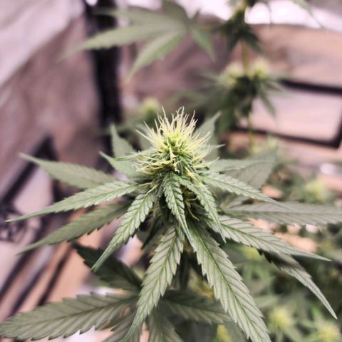 Critical Mass feminized growlog timeline photo