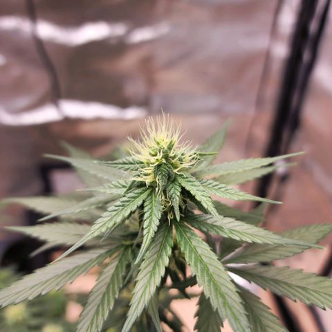 Critical Mass feminized growlog timeline photo