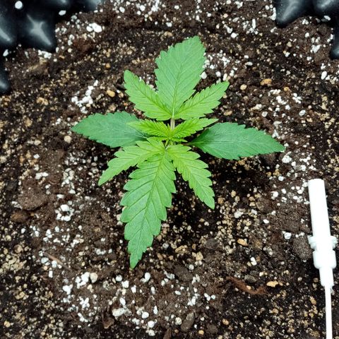 Criminal growlog photo: Появилась 3 пара