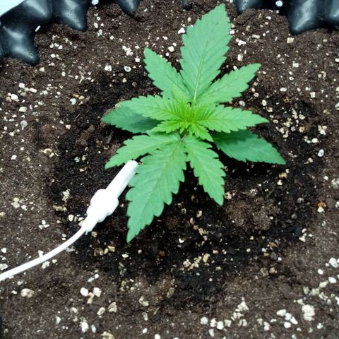 Criminal growlog timeline photo