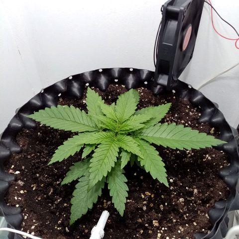 Criminal growlog photo: Лезет пятая пара