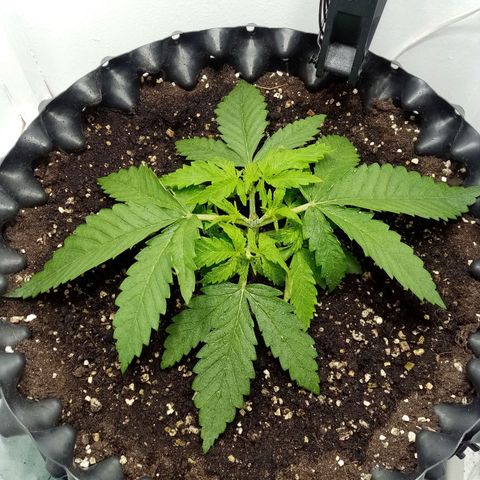 Criminal growlog photo: Топпинг над 3 узлом, на стадии появлении 6-ого