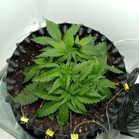 Criminal growlog timeline photo