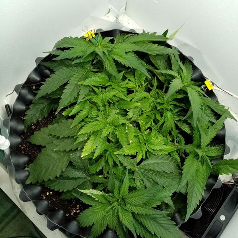 Criminal growlog timeline photo
