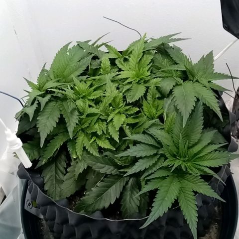 Criminal growlog photo: До обрезки