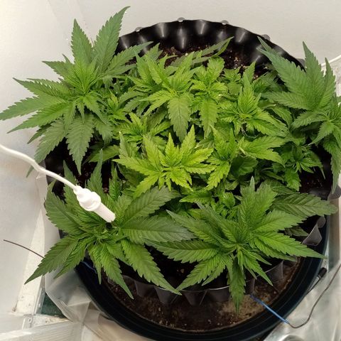 Criminal growlog photo: Сутки после обрезки