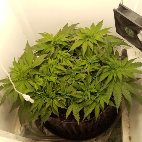 Criminal growlog timeline photo