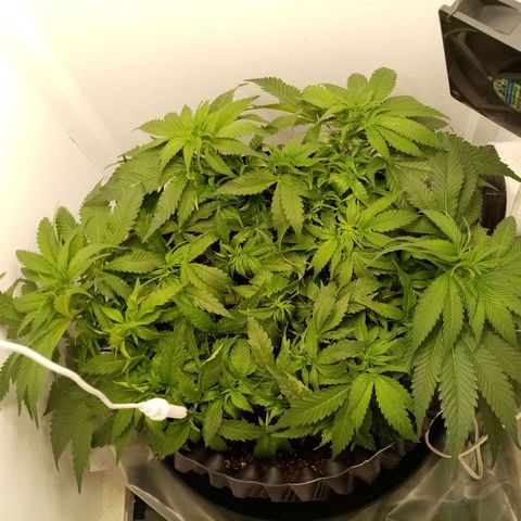 Criminal growlog photo: Дефолиация, LST