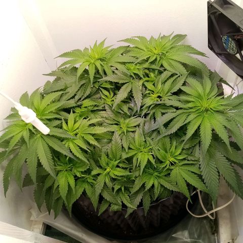 Criminal growlog timeline photo