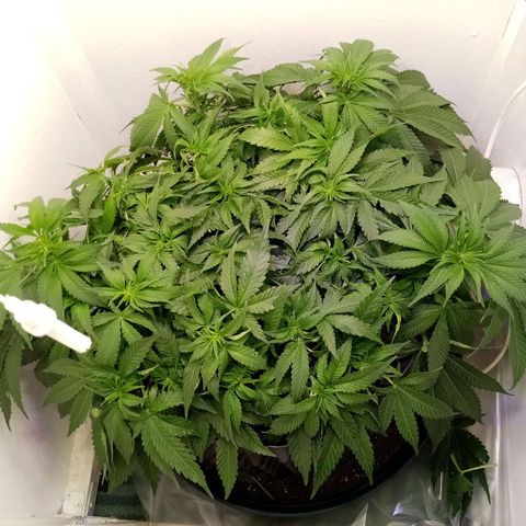 Criminal growlog timeline photo
