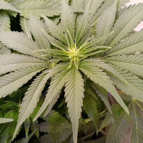 Criminal growlog photo: Цветет