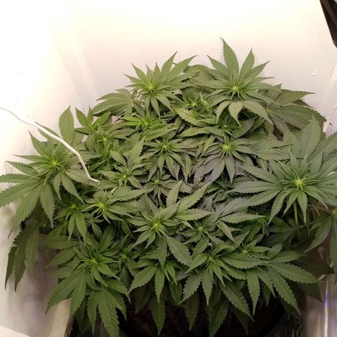Criminal growlog photo: Цветет